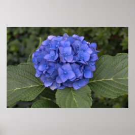 Vacker blå hortensia poster