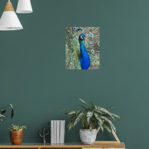Vacker blå påfågel fotografisk poster