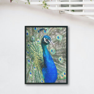 Vacker blå Peacock Fototryck