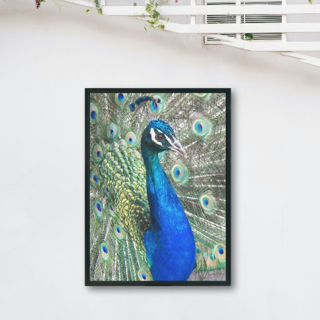 Vacker blå Peacock Fototryck (In Situ Framed)