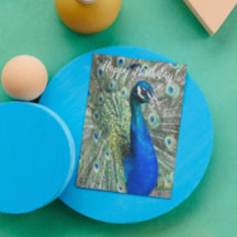 Vacker blå peacock Photo Birthday