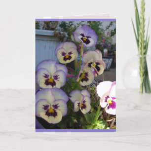 Vacker blå pensé blommor blomsterkort kort