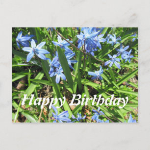 Vacker blå Scilla-blomma foto födelsedag postkort Vykort