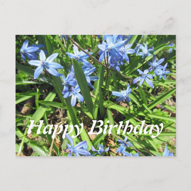Vacker blå Scilla-blomma foto födelsedag postkort Vykort (Framsida)