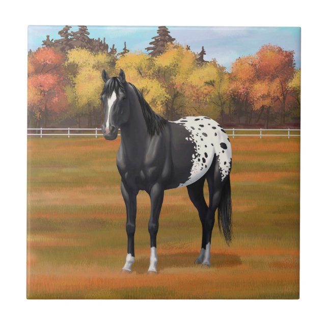 Vacker Black Appaloosa Quarter Horse Stallion Kakelplatta (Framsidan)
