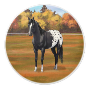 Vacker Black Appaloosa Quarter Horse Stallion Knopp