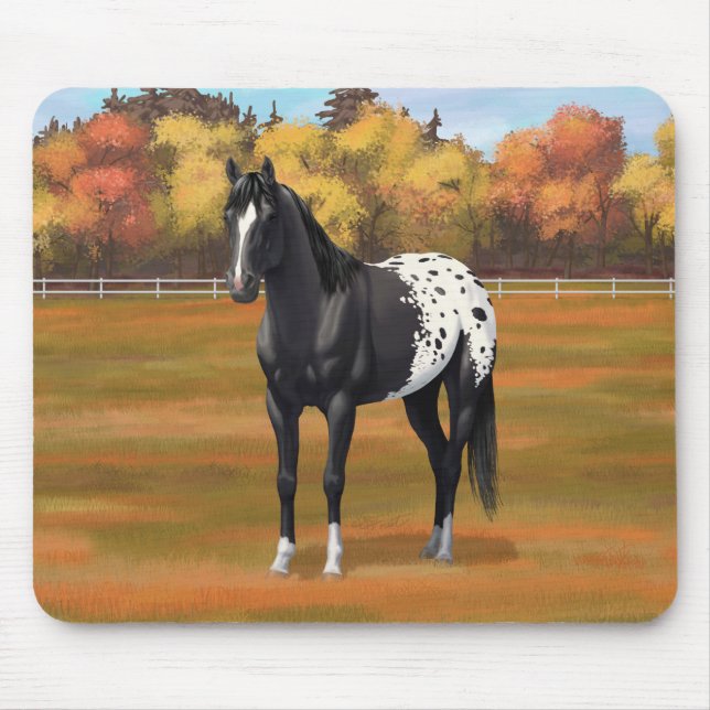 Vacker Black Appaloosa Quarter Horse Stallion Musmatta (Framsidan)