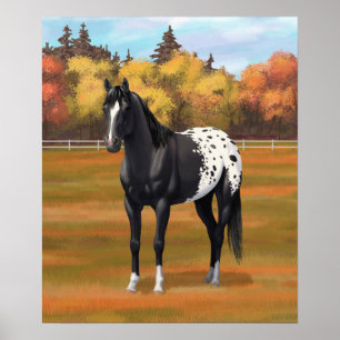 Vacker Black Appaloosa Quarter Horse Stallion Poster