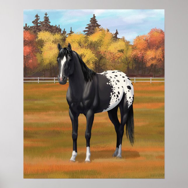 Vacker Black Appaloosa Quarter Horse Stallion Poster (Framsidan)