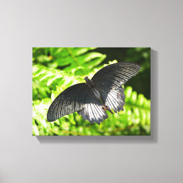 Vacker Black Butterfly Insekter Natur Canvastryck