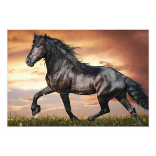 Vacker Black Horse Fototryck