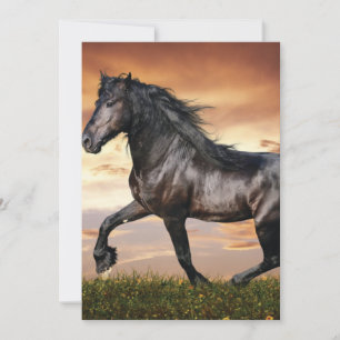 Vacker Black Horse Inbjudningar