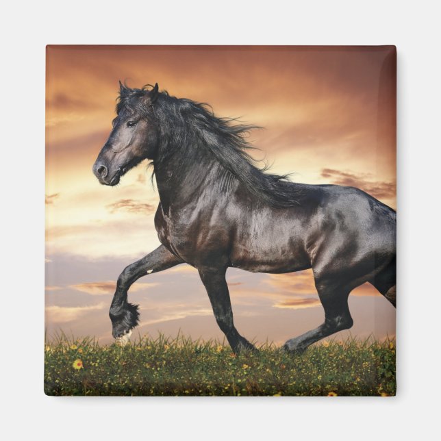 Vacker Black Horse Magnet (Framsidan)