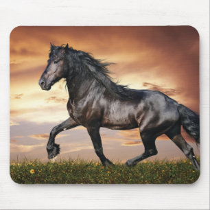 Vacker Black Horse Musmatta