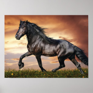 Vacker Black Horse Poster