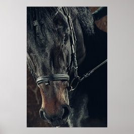 Vacker Black Horse Poster