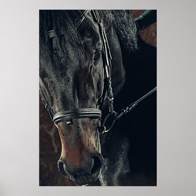 Vacker Black Horse Poster (Framsidan)