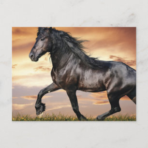 Vacker Black Horse Vykort