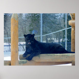 Vacker Black Jaguar Poster
