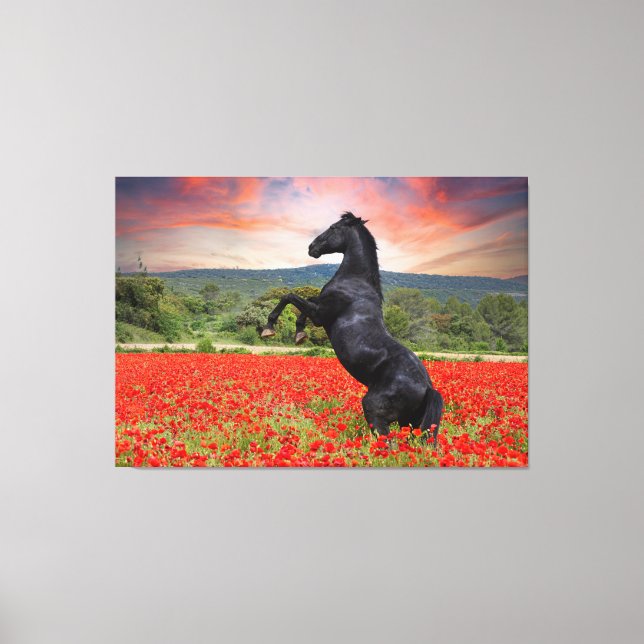 Vacker Black Stallion Horse Canvastryck (Framsida)