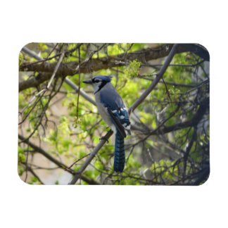 Vacker Blåskrika Magnet
