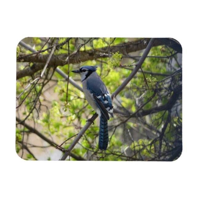 Vacker Blåskrika Magnet (Horisontell)
