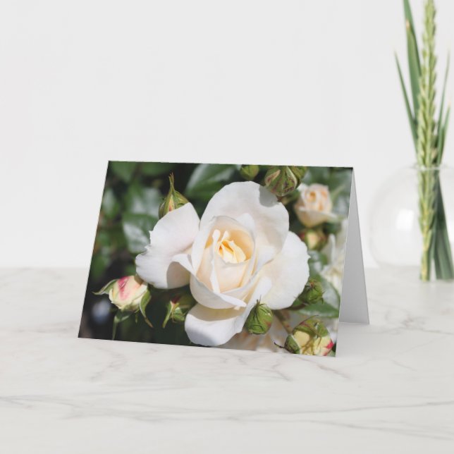 vacker blomma från vit ros, kärlek och romantik helgkort (Framsida)