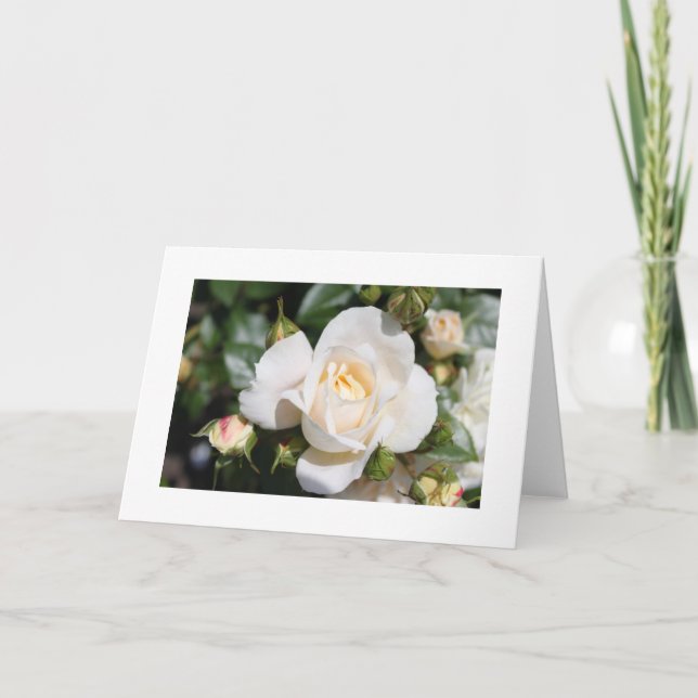 vacker blomma från vit ros, kärlek och romantik helgkort (Framsida)