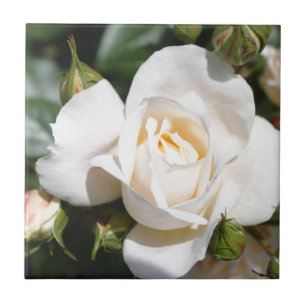 vacker blomma från vit ros, kärlek och romantik kakelplatta