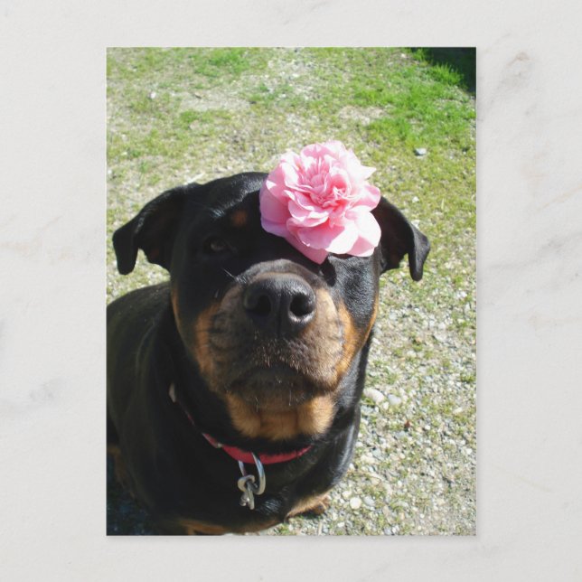 Vacker Blomma Rottweiler Vykort (Framsida)