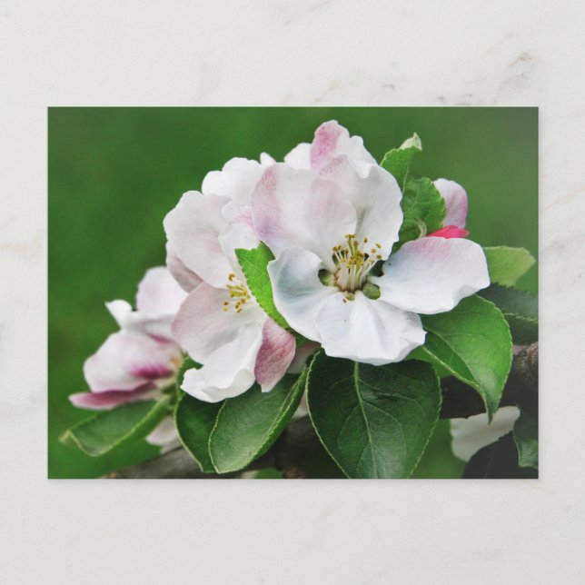 Vacker blommande äppelträd vår postkort vykort (Framsida)