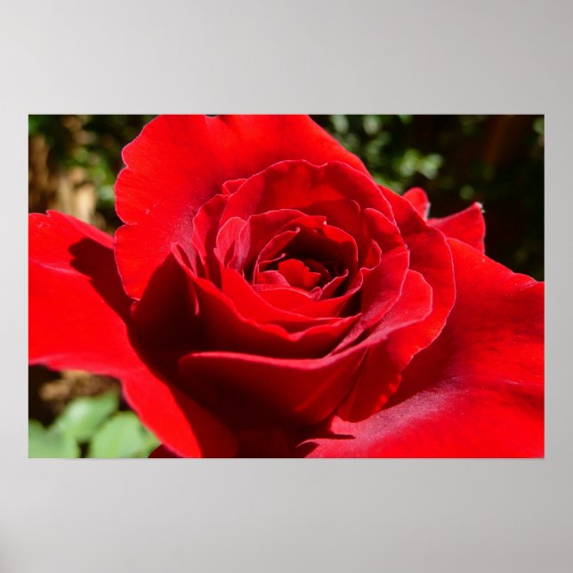 Vacker Blommande Ljust Röd Ros Poster (Framsidan)