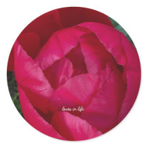 Vacker blommande röd peon