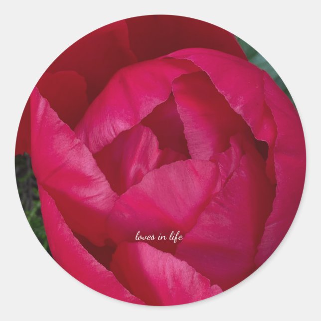 Vacker blommande röd peon runt klistermärke (Framsida)