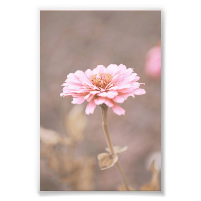 Vacker Blommigt för Ljus rosa blomma Blommar Fototryck (Framsidan)