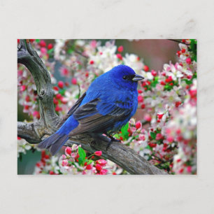 Vacker Blue Bird Vykort
