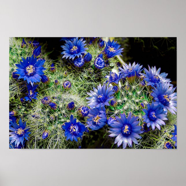 Vacker Blue Blommar Cactus Plant Poster (Framsidan)