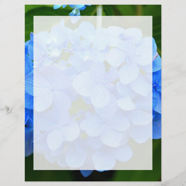 Vacker Blue Hydrangea Flower (Framsida)