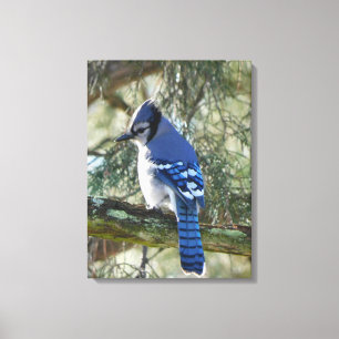 Vacker Blue Jay Canvastryck