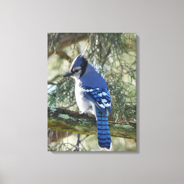 Vacker Blue Jay Canvastryck (Framsida)