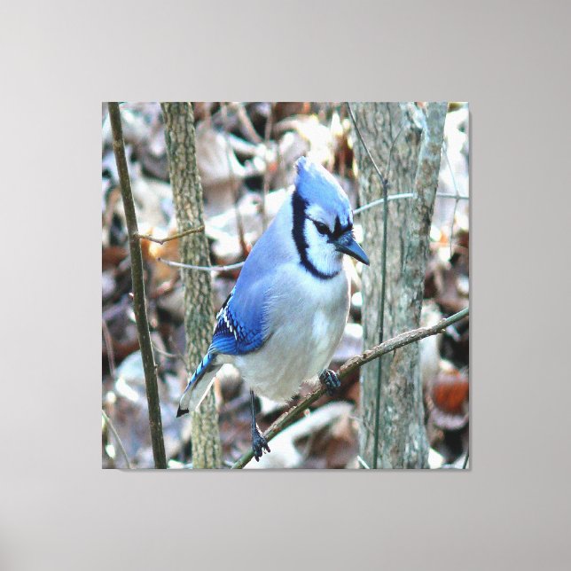 Vacker Blue Jay Canvastryck (Framsida)