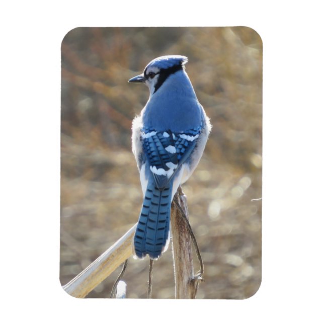 Vacker Blue Jay in Sunshine Magnet (Vertikal)