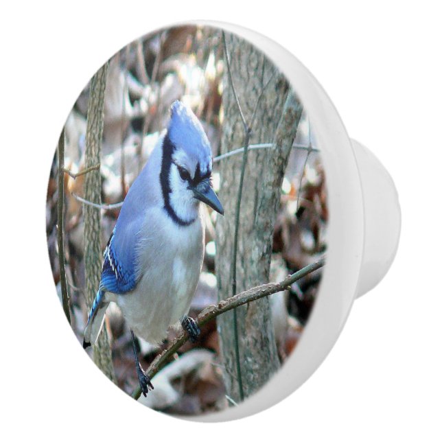 Vacker Blue Jay Knopp (Höger)