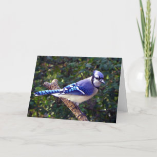 Vacker Blue Jay Kort