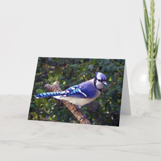 Vacker Blue Jay Kort (Framsida)