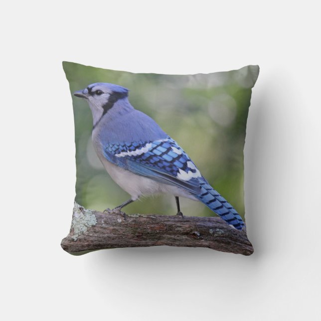 Vacker Blue Jay Kudde (Framsida)