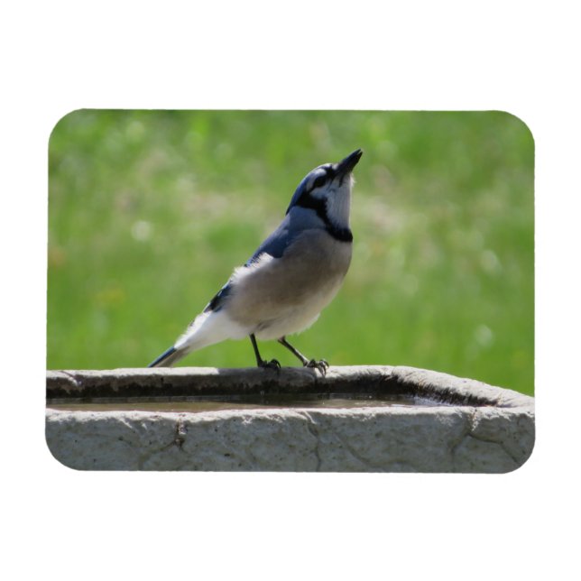 Vacker Blue Jay med Drink Magnet (Horisontell)