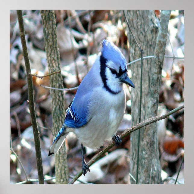 Vacker Blue Jay Poster (Framsidan)