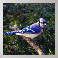 Vacker Blue Jay
