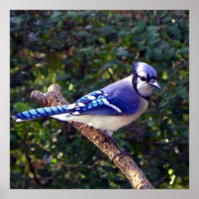 Vacker Blue Jay Poster (Framsidan)